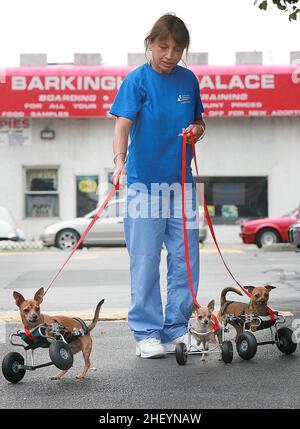 OWNER DONNA IMHOF WITH THREE OF THE THE WORLDS FIRST FOUR CHIHUAHUA PUPS WHO WERE BORN WITHOUT FRONT LEGS, ON SPECIALLY DESIGNED WHEELS.  TAKING THE PUPS FOR A WALK.  THE WORLD'S FIRST FOUR CHIHUAHUA DOGS BORN WITHOUT FRONT LEGS HAVE LEARNT TO USE THEIR SPECIALLY ADAPTED WHEELS TO GET AROUND. NEW YORK, USA.  PICTURE:GARY ROBERTS Stock Photo