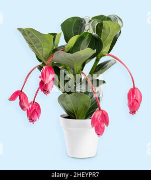 Potted blooming Medinilla epiphyte plant species of flowering plant in family Melastomataceae on light blue background Stock Photo