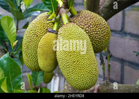 The jackfruit (Artocarpus heterophyllus), also known as jack tree, is a species of tree in the fig, mulberry, and breadfruit family (Moraceae). Sri La Stock Photo