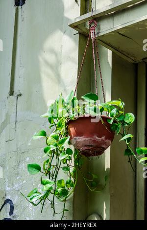 decorated creeper leaves plant on the plastic pot hanging on the wall Stock Photo