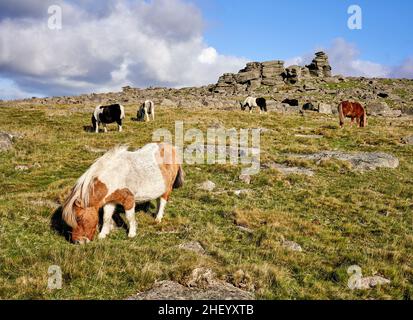 Dartmoor ponies grazing tough moorland grasses below Staple Tor on Dartmoor in Devon UK Stock Photo