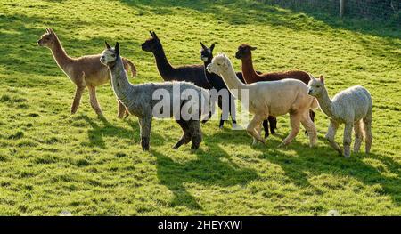 Small herd of alpaca in a Devon field Stock Photo