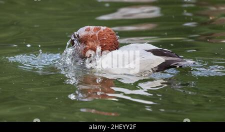 Canvasback Aythya valsineria surfacing from a dive and illustrating amazing water repellency of feathers - Slimbridge Gloucestershire UK Stock Photo