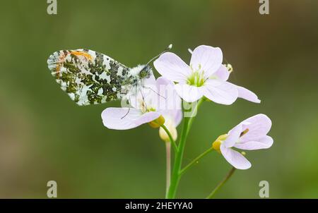 Male Orange Tip Anthocharis cardamines at rest with wings closed on Cuckooflower at Haugh Woods Herefordshire UK