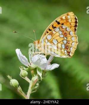 High brown fritillary Argynnis adippe on bramble at Heddon Valley on the North Devon coast UK showing characteristic russet ringed spots on hindwing Stock Photo