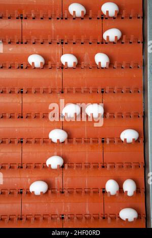 fresh chicken eggs on the conveyor belt Stock Photo