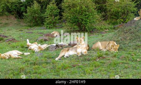 Africa. Kenia. lion family relaxes in Masai Mara National Park. Stock Photo