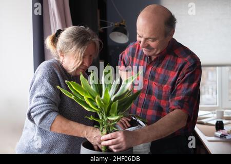 Senior caucasian woman and man planting flower at home. Stock Photo