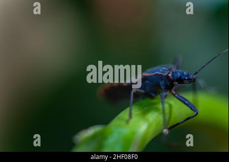 The visible part of the face of the Triatoma bug. Stock Photo