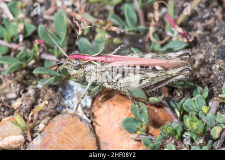 Mottled Grasshopper Female Pink Form (Myrmeleotettix maculatus), Acrididae. Sussex, UK Stock Photo