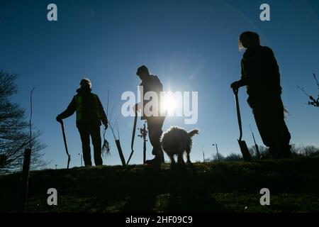 Worcester, UK. 13th Jan, 2022. Volunteers begin work planting 400 sapling trees in a Worcester city park to mark the city's 400 years as a city. Worcester is taking part in the Queen's Green Canopy project, marking Her Majesty's Platinum Jubilee in 2022, which invites people across the UK to 'Plant a tree for the Jubilee'. Credit: Peter Lopeman/Alamy Live News Stock Photo
