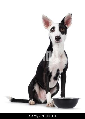 Handsome Black White Podenco Mix Dog Standing Side Ways Food Stock Photo by  ©NynkevanHolten 541399640