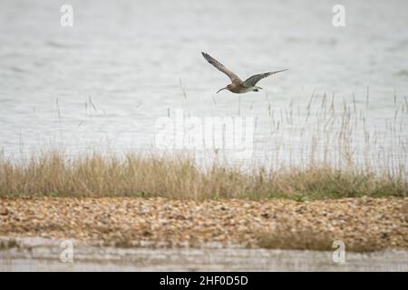 A whimbrel (Numenius phaeopus) flying in the RSPB Pagham Harbour Nature Reserve in Selsey, West Sussex. Stock Photo