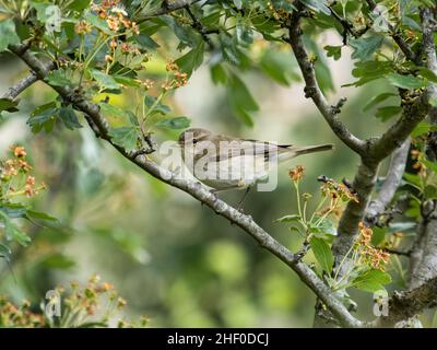 A common chiffchaff (Phylloscopus collybita) seen on Mitcham Common in Sutton, London. Stock Photo