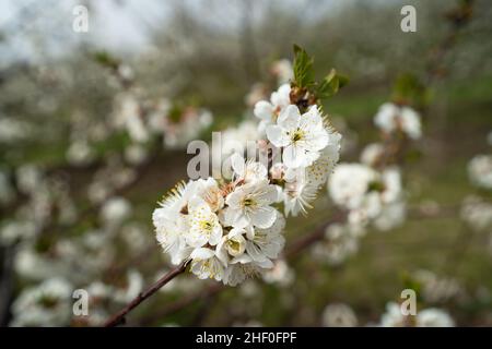 Close up on cherry tree branches in bloom white flowers blossom Stock Photo