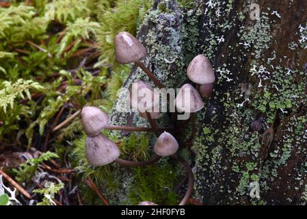 Bonnet Mushrooms,  Mycena erubescens, Growing on Old Moss-Covered and Lichen-Covered Tree Stump Stock Photo