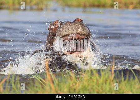 Hippo (Hippopotamus amphibius) mouth open, attack. Okavango Delta, Botswana, Africa