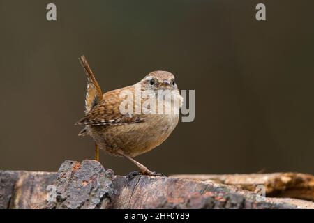 Close up view of a wild, UK wren bird (Troglodytes troglodytes) isolated outdoors standing on a woodland tree log, tail cocked. Stock Photo