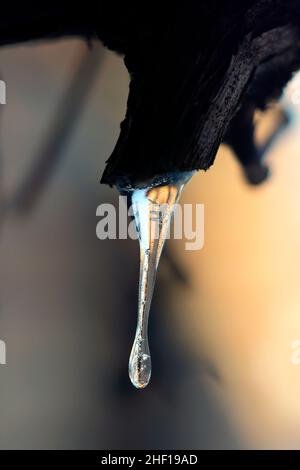 Close up photo frozen tree branches with icicles Stock Photo