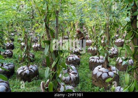 Bangli, Indonesia-Sept 01 2021: a woman vanilla farmer is tending her vanilla plant that is blooming in her garden in the morning. Vanilla is one of I Stock Photo