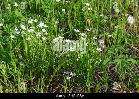 Wood stitchwort (Stellaria nemorum) in park-like country (wood meadow) Stock Photo