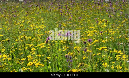 Abandoned fields (long term fallow) are heavily overgrown with weeds. Beautiful picture mass flowering of wildflowers. Canada thistle (Sonchus arvensi Stock Photo