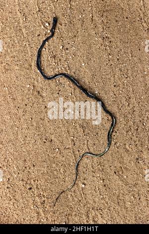 A snake crushed by a car on a forest sandy road is a common sight in any part of the world. Call for reptile conservation. Sri Lanka Stock Photo