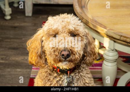 Australian Labradoodle is a mix between the Labrador Retriever, Poodle and Cocker Spaniel. Stock Photo