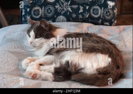 Cat lying on bed looking up Stock Photo