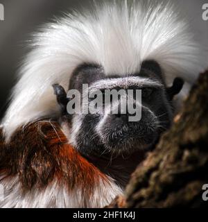 Cotton-top tamarin - Wikipedia