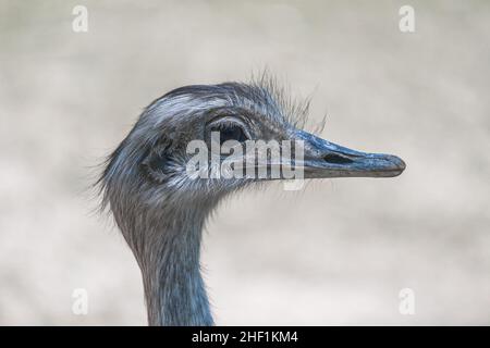 The greater rhea (Rhea americana), flightless bird in close-up view. Stock Photo