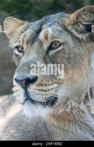 Portrait of a lion female in close-up view. Stock Photo