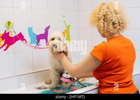Female groomer putting leash around neck of obedient curly Labradoodle dog before washing with shower sprayer in bathtub at grooming salon. Stock Photo