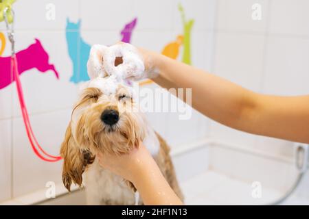 Close-up face of funny curly Labradoodle dog, female groomer washing with shampoo in bathtub at grooming salon. Stock Photo
