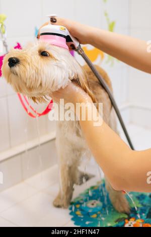 Close-up vertical shot of female groomer washing head of obedient curly-haired Labradoodle dog with shower sprayer in bathtub at grooming salon. Stock Photo