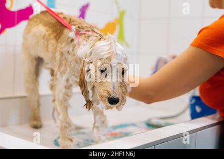 Close-up of obdient obedient curly Labradoodle dog, female groomer washing pet with shampoo in bathroom at grooming salon. Stock Photo