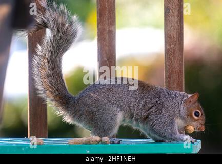 A Squirrel arrives on the deck and finds peanuts Stock Photo