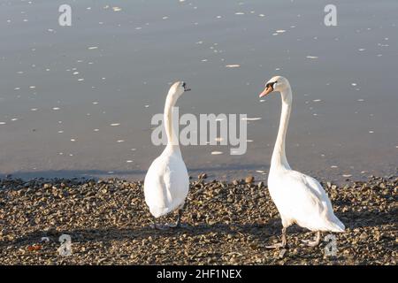 A pair of mute swans (Cygnus olor) on the banks of the River Thames at Small Profit dock, Barnes, London, SW13, England, U.K. Stock Photo