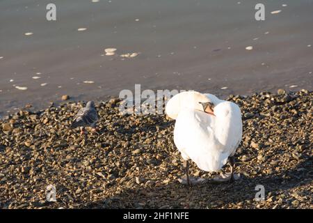 A resting mute swan (Cygnus olor) on the banks of the River Thames at Small Profit dock, Barnes, London, SW13, England, U.K. Stock Photo