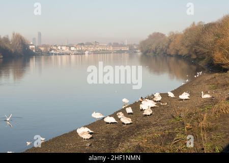 A bevy of mute swans (Cygnus olor) on the banks of the River Thames at Small Profit dock, Barnes, London, SW13, England, U.K. Stock Photo