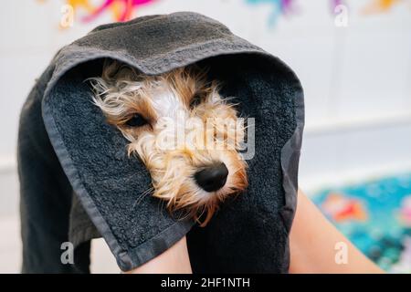 Close-up face of adorable curly Labradoodle dog wrapped in black towel, female groomer drying wet pet at grooming salon. Stock Photo