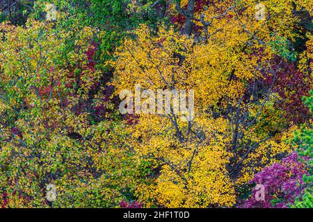 Fall Foliage Below Cliffs Along The Endless Wall, New River Gorge National Park, West Virginia, USA Stock Photo