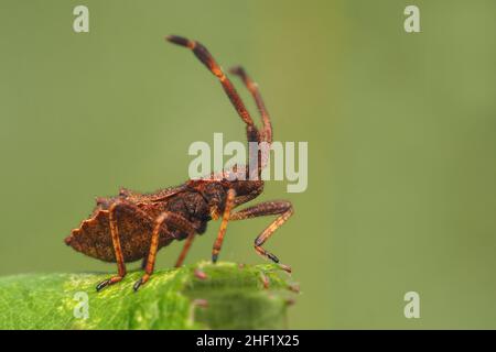 Dock Bug early instar nymph (Coreus marginatus) on edge of bramble leaf. Tipperary, Ireland Stock Photo