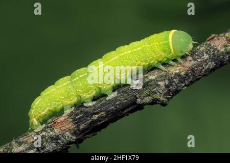 Green silver- lines moth caterpillar (Pseudoips prasinana) crawling on twig. Tipperary, Ireland Stock Photo