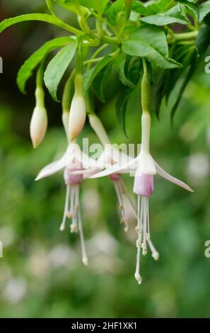 Fuchsia magellanica var. molinae 'Alba' - White maiden's blush fuchsia hardy fuchsia flowers. UK Stock Photo