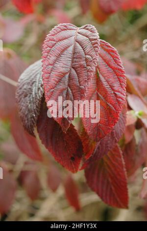 Viburnum leaves in October. Viburnum plicatum f. tomentosum ‘Mariesii’ leaves in autumn. UK Stock Photo
