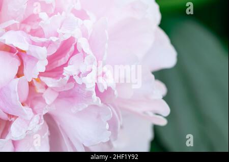 Pink Peony on Left of Frame with Green Leaves in Background Stock Photo