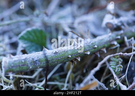 Essex, Britain. Weather - Heavy Frost Cover on a frozen rose briar. Stock Photo