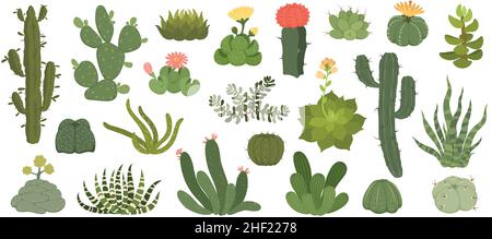 Cute cactus and succulents with flowers, exotic desert plants. Spiky succulent with flowering blossom, home decor terrarium plant vector set. Green spiny cartoon elements with bloom Stock Vector