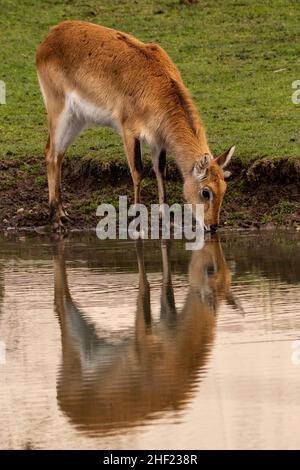 Female Lechwe drinking from the water hole and reflected in the water Stock Photo